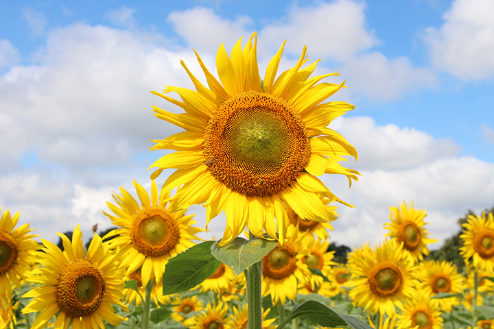 Kiyose Sunflower Festival