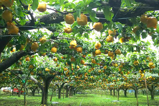 Kawaseien Orchard
