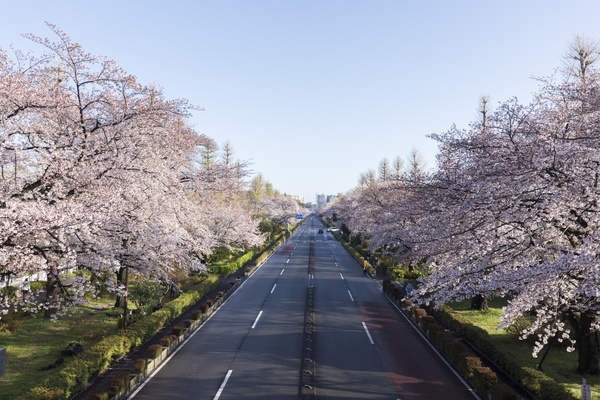 写真：大学通り沿いの桜並木