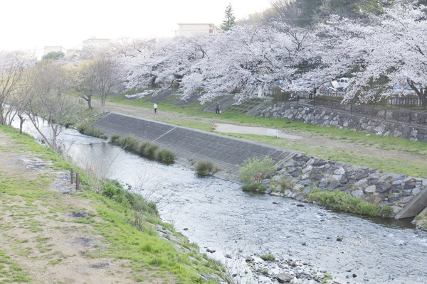 写真：柳瀬川沿いの桜のトンネル