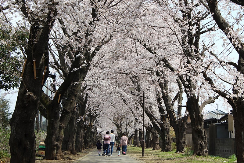 写真：野山北公園自転車道の桜並木