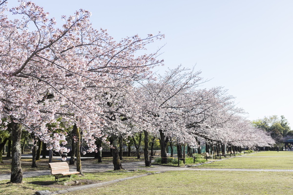 写真：宝野公園・奈良原公園の桜